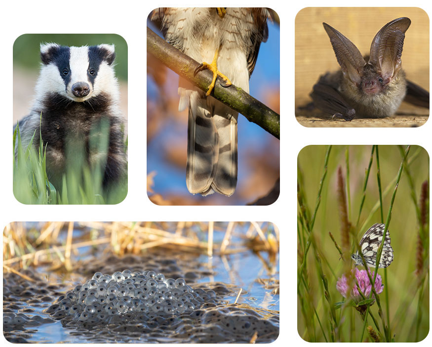 5 different images of animals in rounded rectangles and squares.