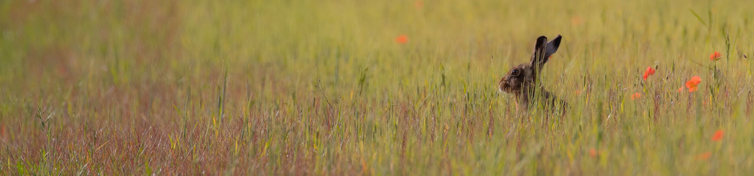 An image of a rabbit sat in a green field.