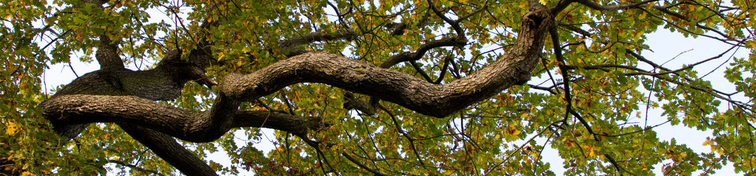 An image looking up to a large tree.