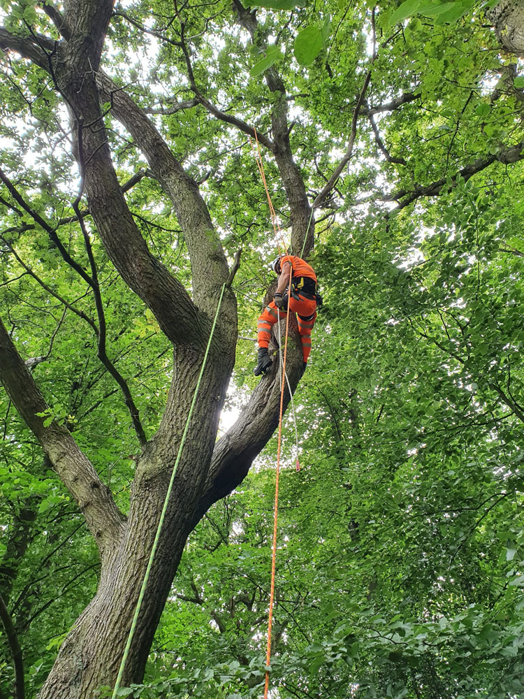 Service additional image