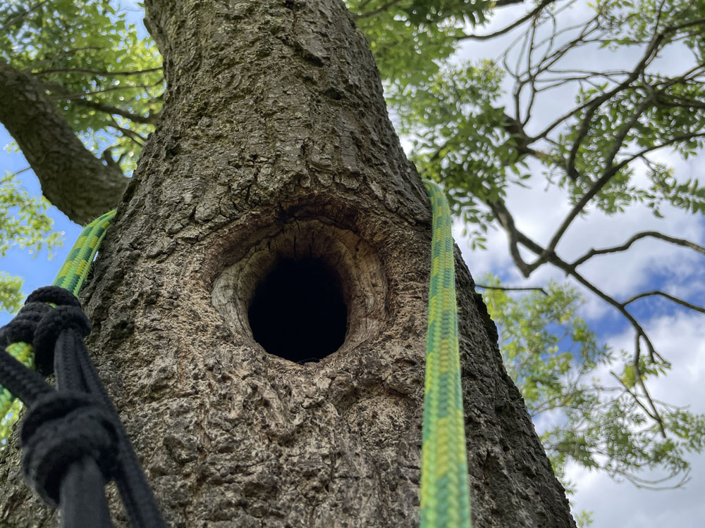 Service additional image