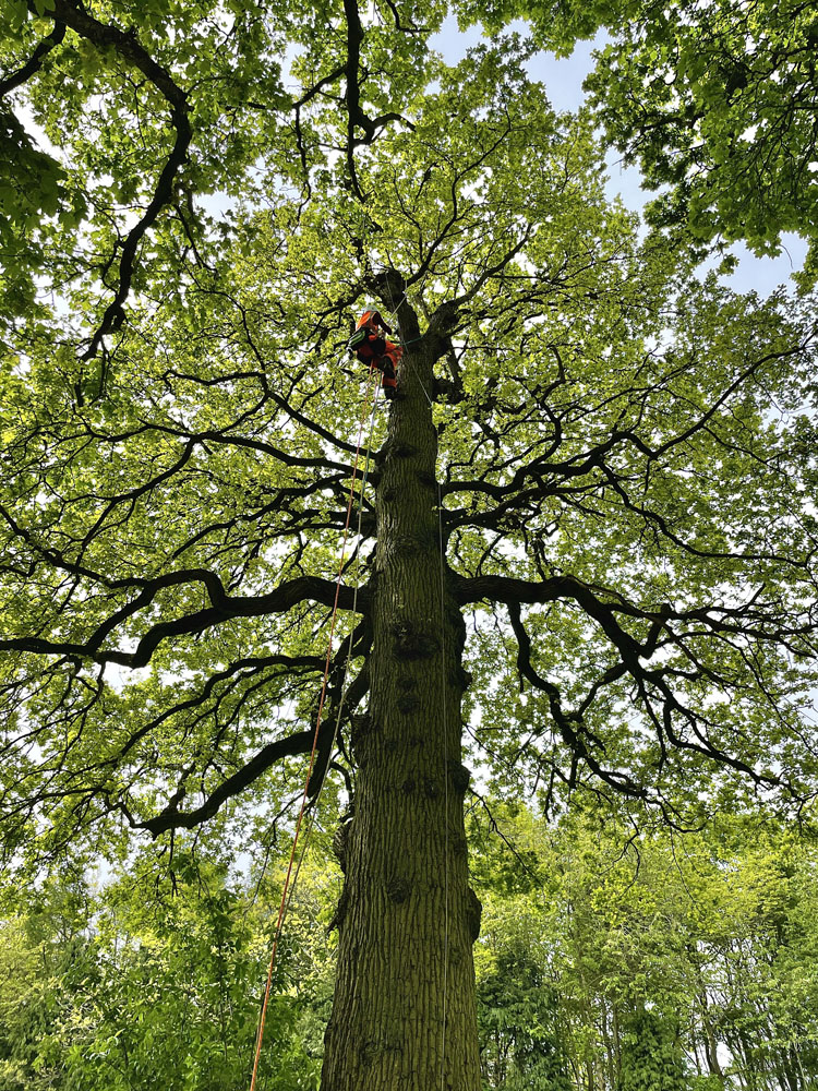 Service additional image