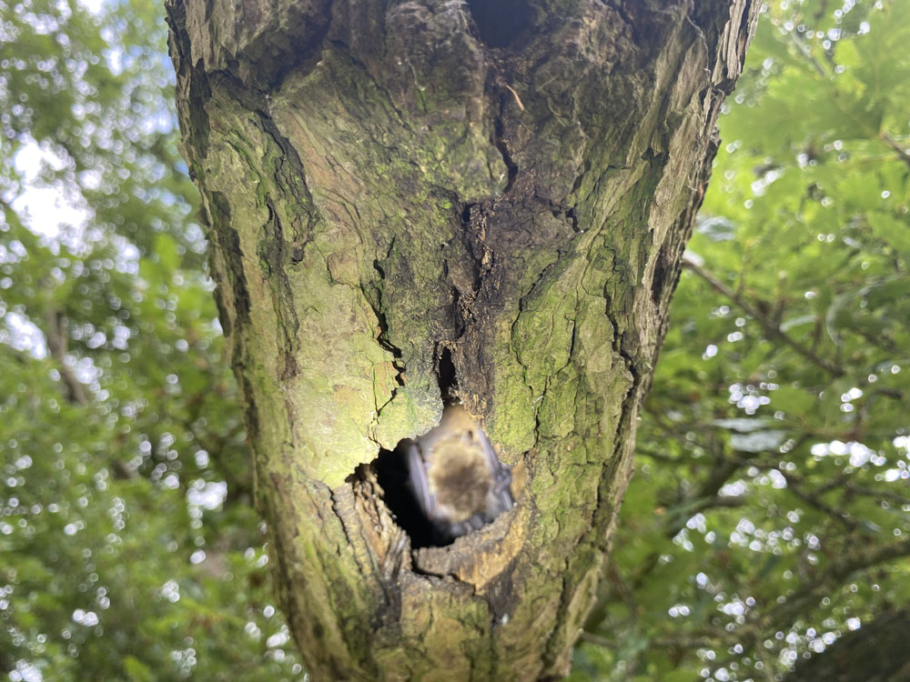 Service additional image