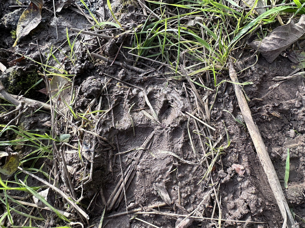 Service additional image