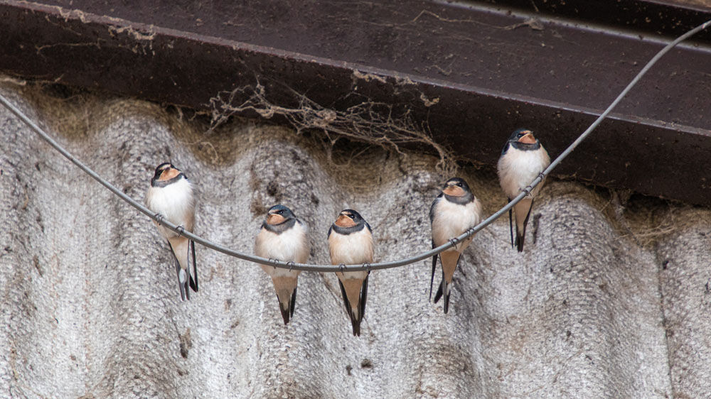 Service additional image