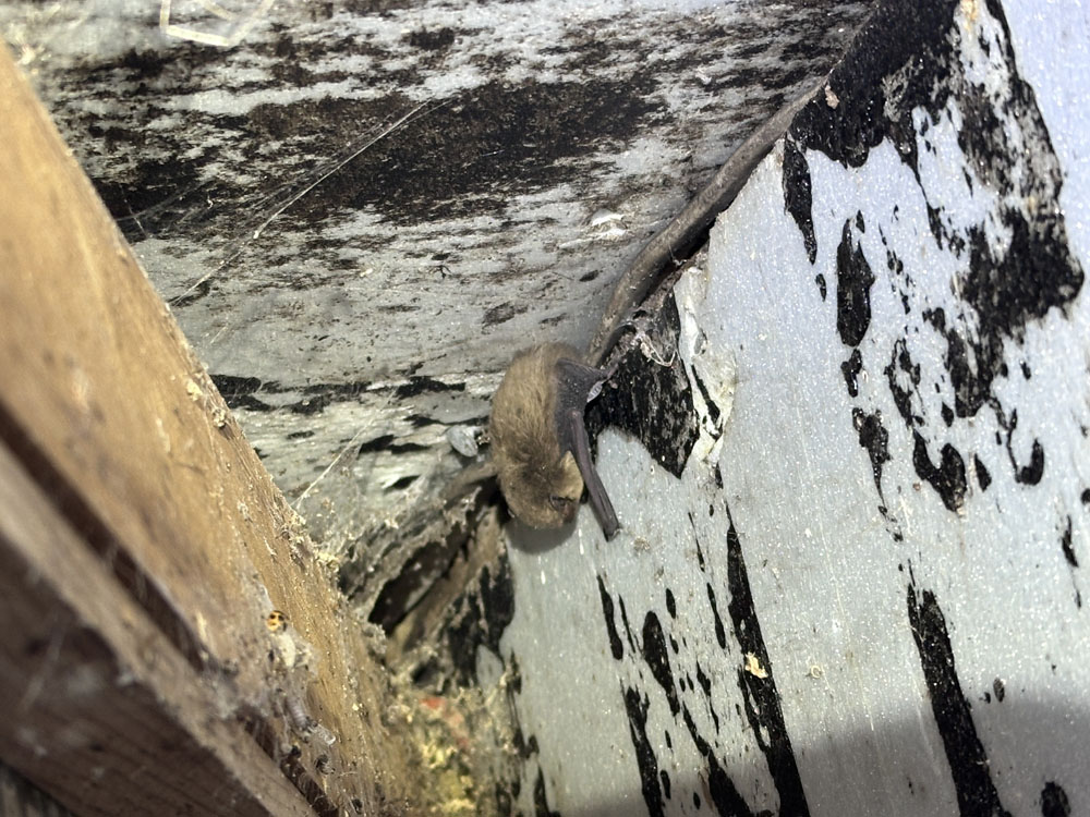 Portfolio additional image