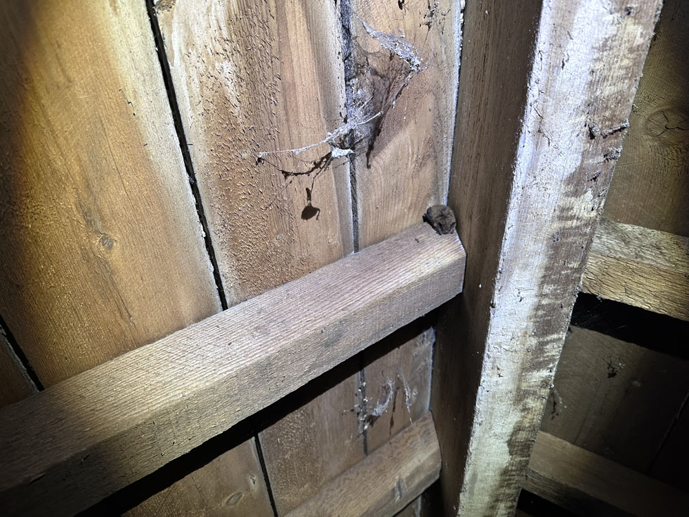 Portfolio additional image